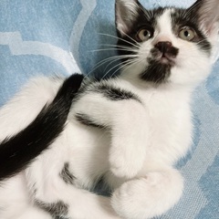 2ヶ月　甘えたな　可愛い子猫ちゃん