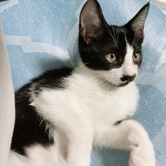 お顔とくりくり目が可愛い　まだまだ小さな　2ヶ月の仔猫