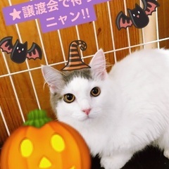 🎃10月28日(土)島忠ホームズ昭島店様にて『保護猫カフェ ね...