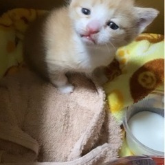 【里親決まりました♡】茶毛　子猫