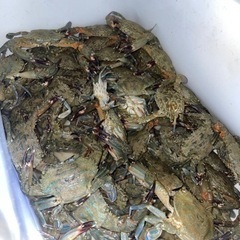 🦀カニ(ガサミ) 🦀