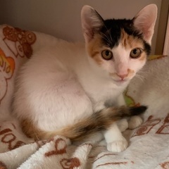 白多めの三毛猫女の子