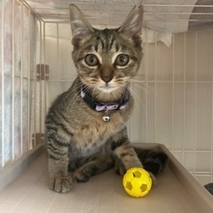 🌸耳カットの子猫ちゃん！里親さん候補の方が決まりました✨
