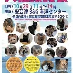 10月29日犬猫譲渡会