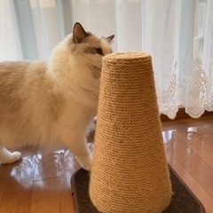 コーン型爪研ぎの画像
