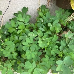 毎日値下げ‼️ ベランダの植木全部です　沖縄野菜　島野菜　薬草　花の画像