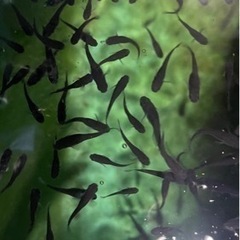 メダカ　オロチめだか　15匹〜の画像