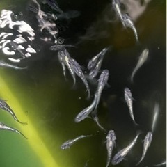 メダカ　みゆきラメめだか　15匹〜の画像