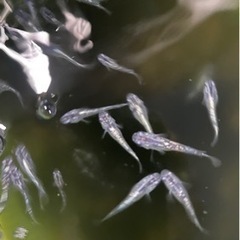 メダカ　みゆきラメめだか　15匹〜