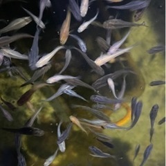 メダカ　ミックスめだか　15匹〜