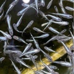 メダカ　みゆきめだか　15匹〜