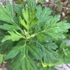 毎日値下げ‼️ ベランダの植木全部です　沖縄野菜　島野菜　薬草　花の画像