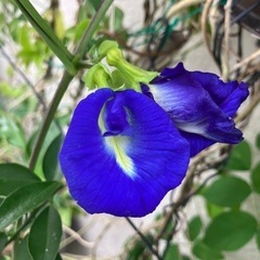 毎日値下げ‼️ ベランダの植木全部です　沖縄野菜　島野菜　薬草　花の画像