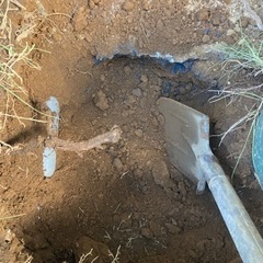 土貰ってくださいの画像