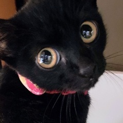 黒猫の女の子⭐️⭐️