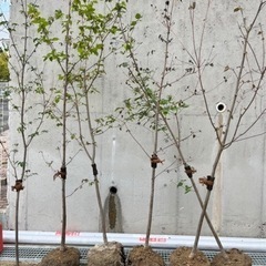 常緑 ヤマボウシ