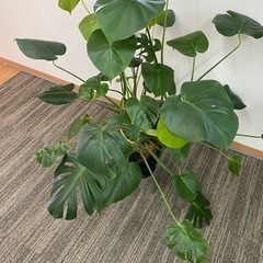 【お洒落】観葉植物セットの画像