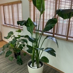 【お洒落】観葉植物セットの画像