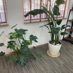 【お洒落】観葉植物セットの画像