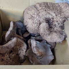 キノコ　ばくろ　朝採り