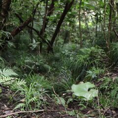（個人売買）大自然の秘境！伊豆大島でプライベートキャンプ用　114.95坪(380㎡) - 土地販売/土地売買