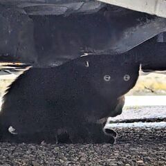庭で生まれたか捨てられたか、猫６匹の里親さんを募集します