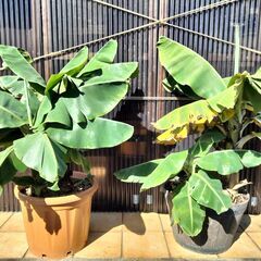 【ドワーフモンキーバナナ】鉢植え