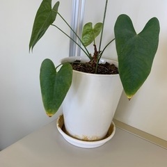 観葉植物など取りに来て頂ければ差し上げます