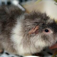 ティディー巻き毛モルモット 3歳8ヶ月