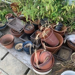 取引中　植木鉢沢山