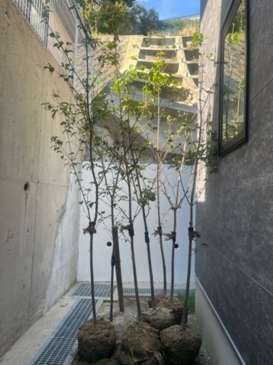 常緑　ヤマボウシ