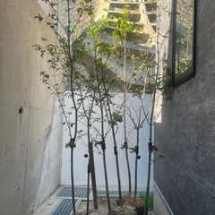 常緑 ヤマボウシ