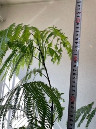 観葉植物　エバーフレッシュ　190cm【決まりました】