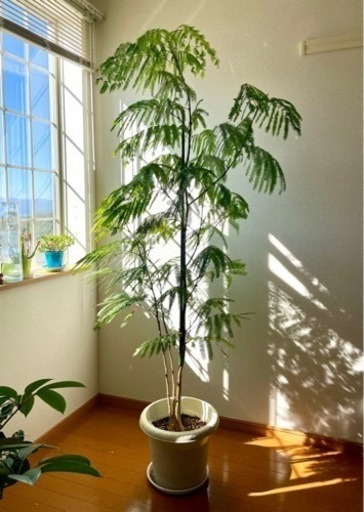 観葉植物　エバーフレッシュ　190cm【決まりました】