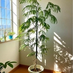 観葉植物　エバーフレッシュ　190cm【決まりました】