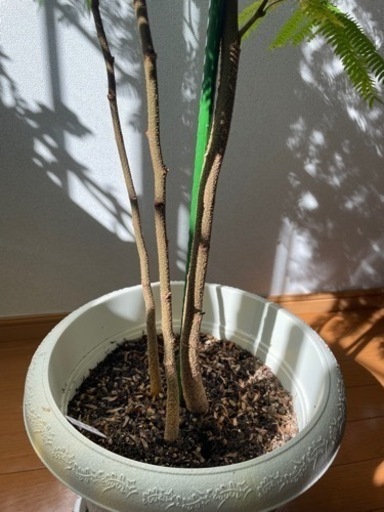 観葉植物　エバーフレッシュ　190cm【決まりました】