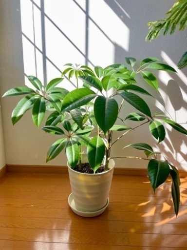 観葉植物　フィカス【決まりました】