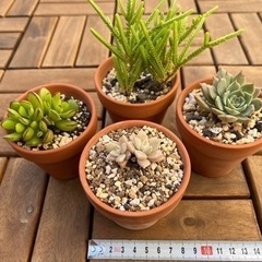 【お取引中】多肉植物①
