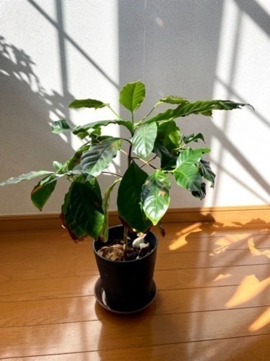 観葉植物　コーヒーの木【決まりました】