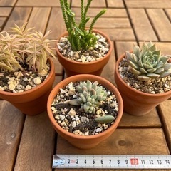 多肉植物②