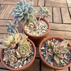 多肉植物③