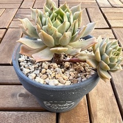 多肉植物④