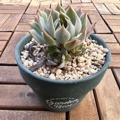 多肉植物⑤