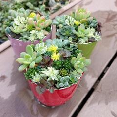 値下げしました‼多肉植物‼　　セダム‼　　寄せ植え‼