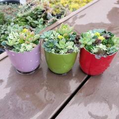 値下げしました‼多肉植物‼　　セダム‼　　寄せ植え‼の画像