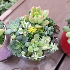 値下げしました‼多肉植物‼　　セダム‼　　寄せ植え‼の画像