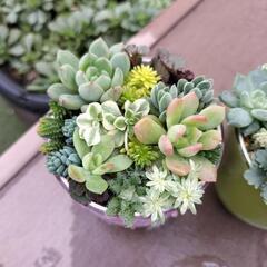 値下げしました‼多肉植物‼　　セダム‼　　寄せ植え‼の画像