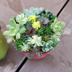 値下げしました‼多肉植物‼　　セダム‼　　寄せ植え‼の画像