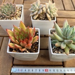 多肉植物⑦