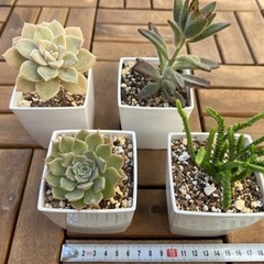多肉植物⑧